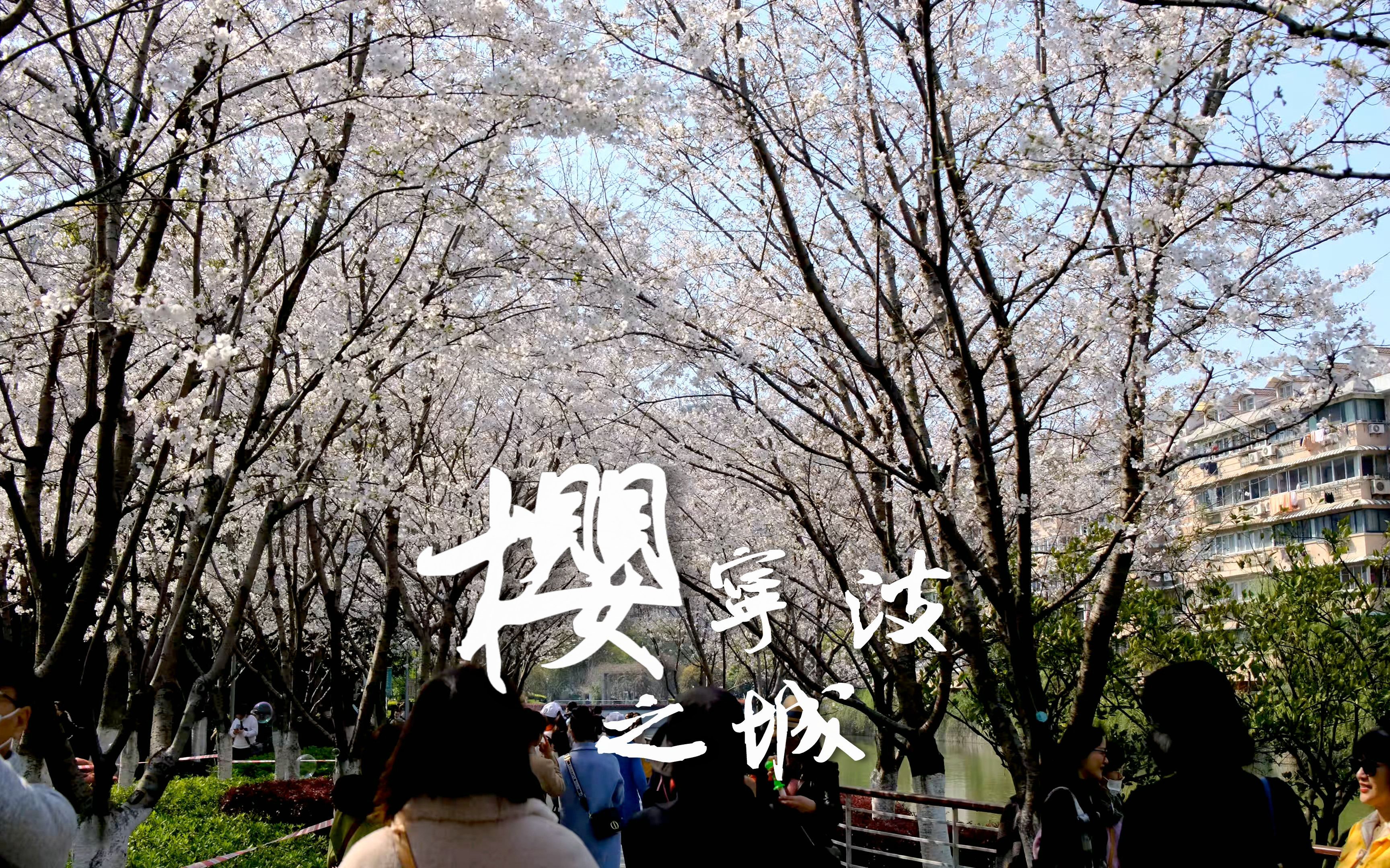 樱花之城,春之宁波