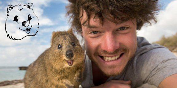 澳大利亚的小袋鼠,可爱的小袋鼠在二战的时候和军队并肩作战直到胜利