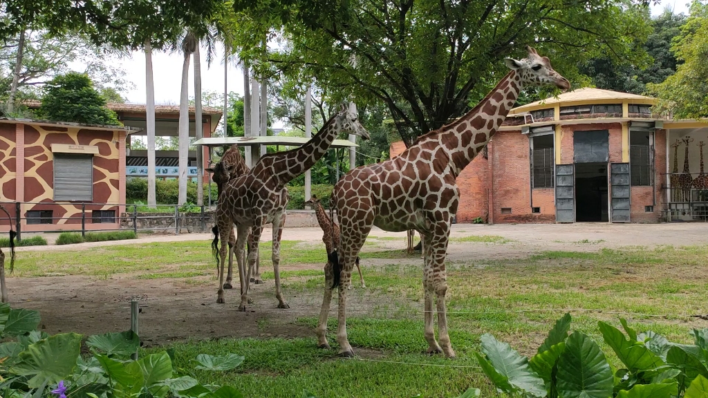 广州动物园的长颈鹿