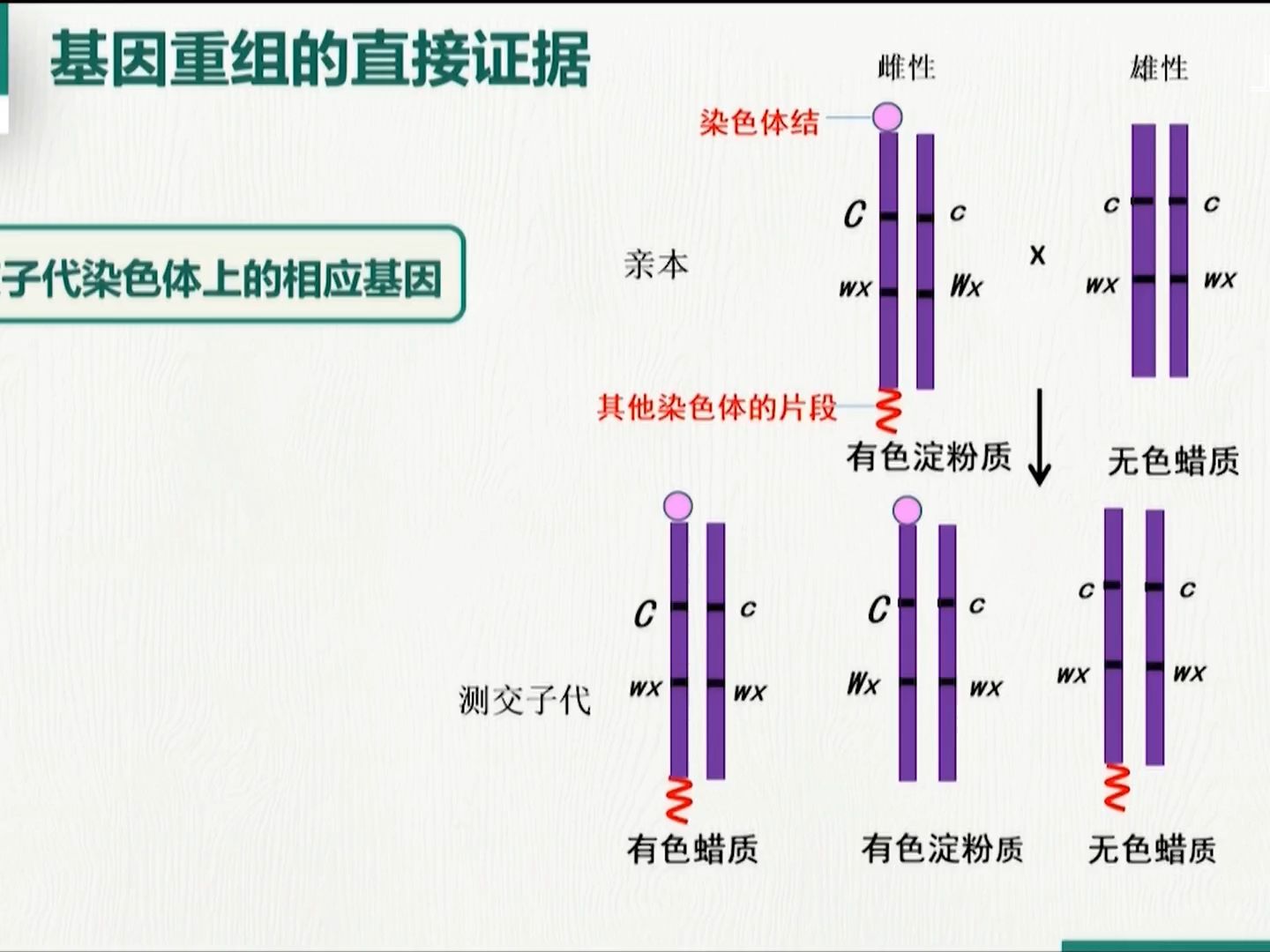 基因重组-交叉互换