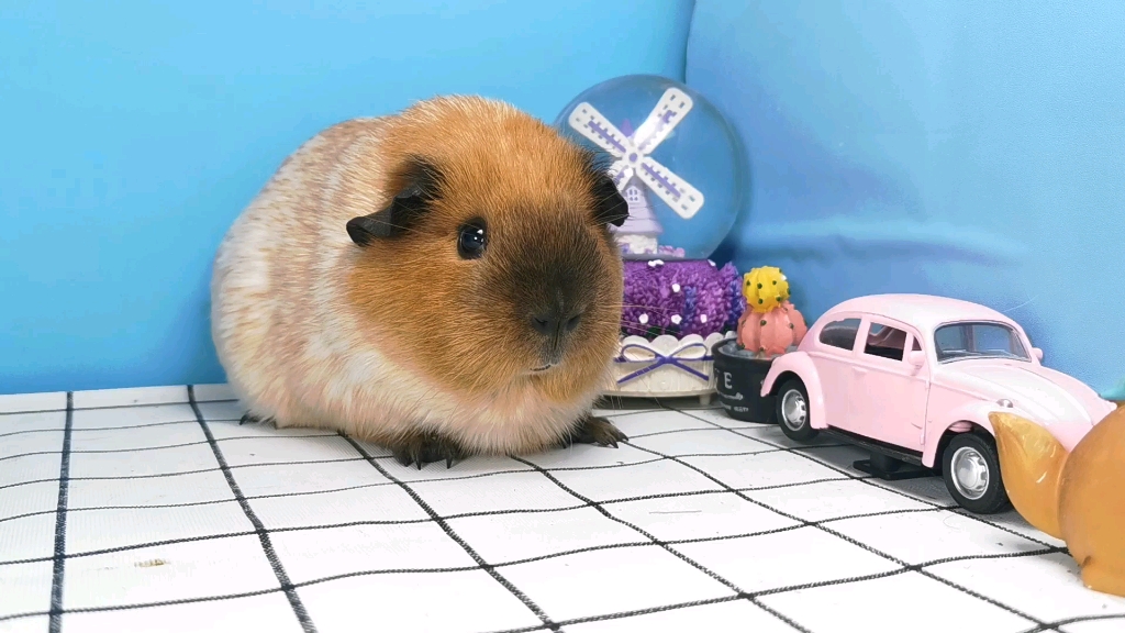 【荷兰猪】红棕罗恩加州豚鼠的魅力