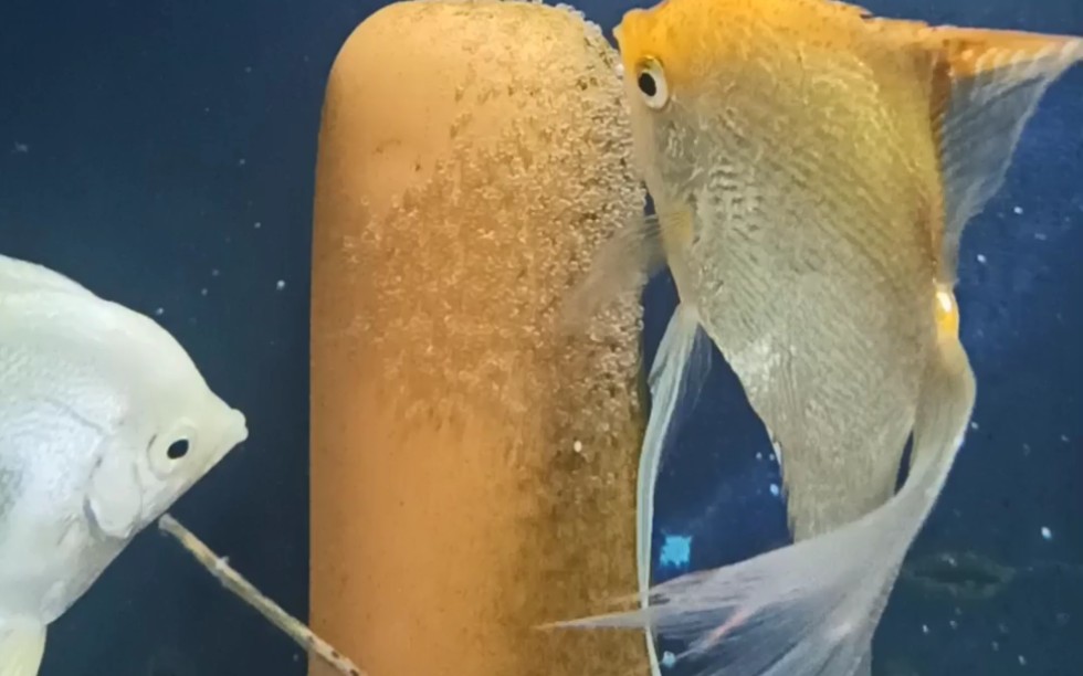 燕鱼产卵孵化成长过程