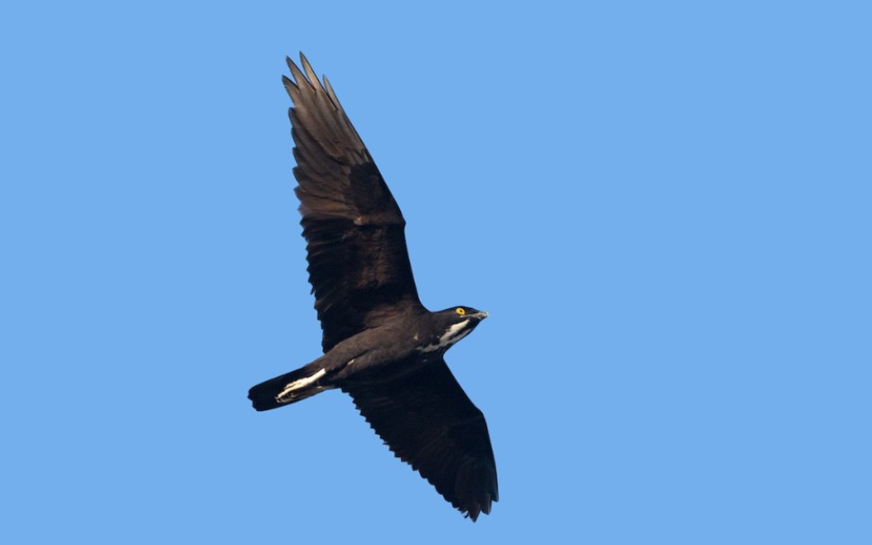 刃嘴鸢/食蝠鸢macheiramphus alcinus的一些捕食片段_哔哩哔哩_bili