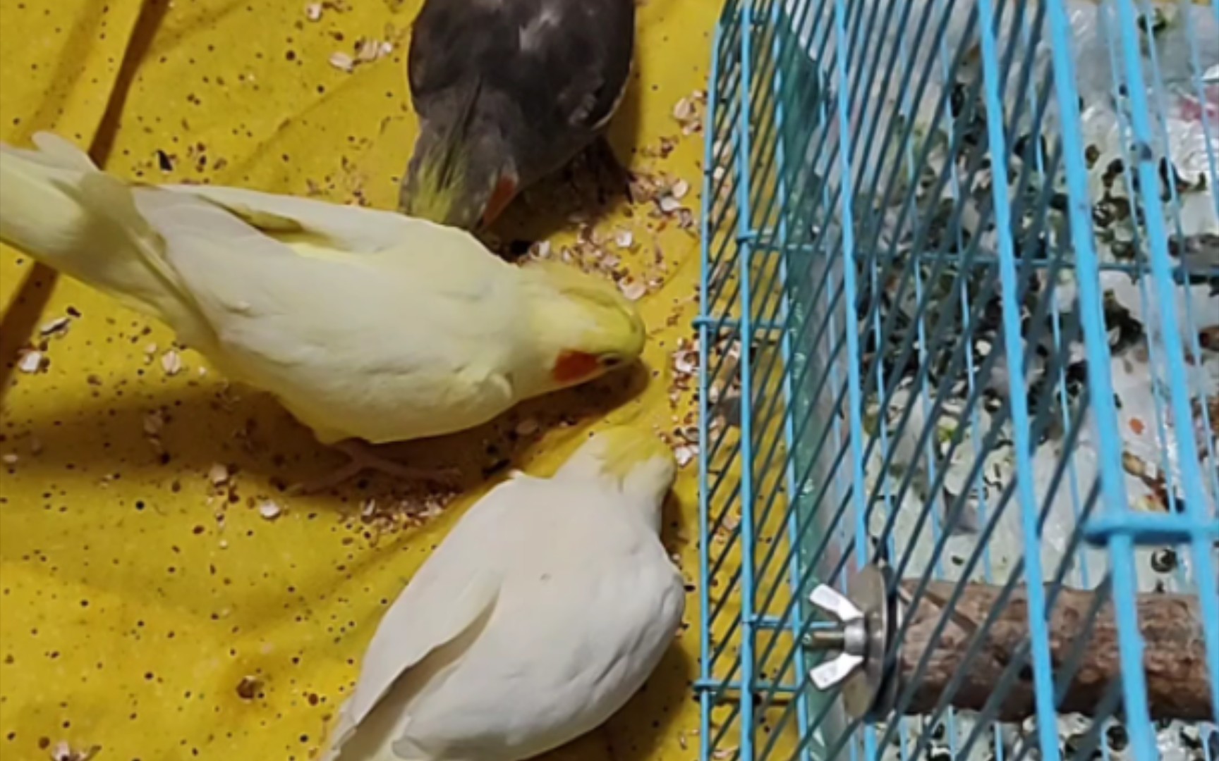 《小鸡啄米》