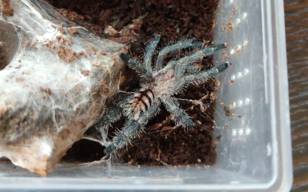 哥伦比亚粉趾和红宝石粉趾都蜕皮啦!