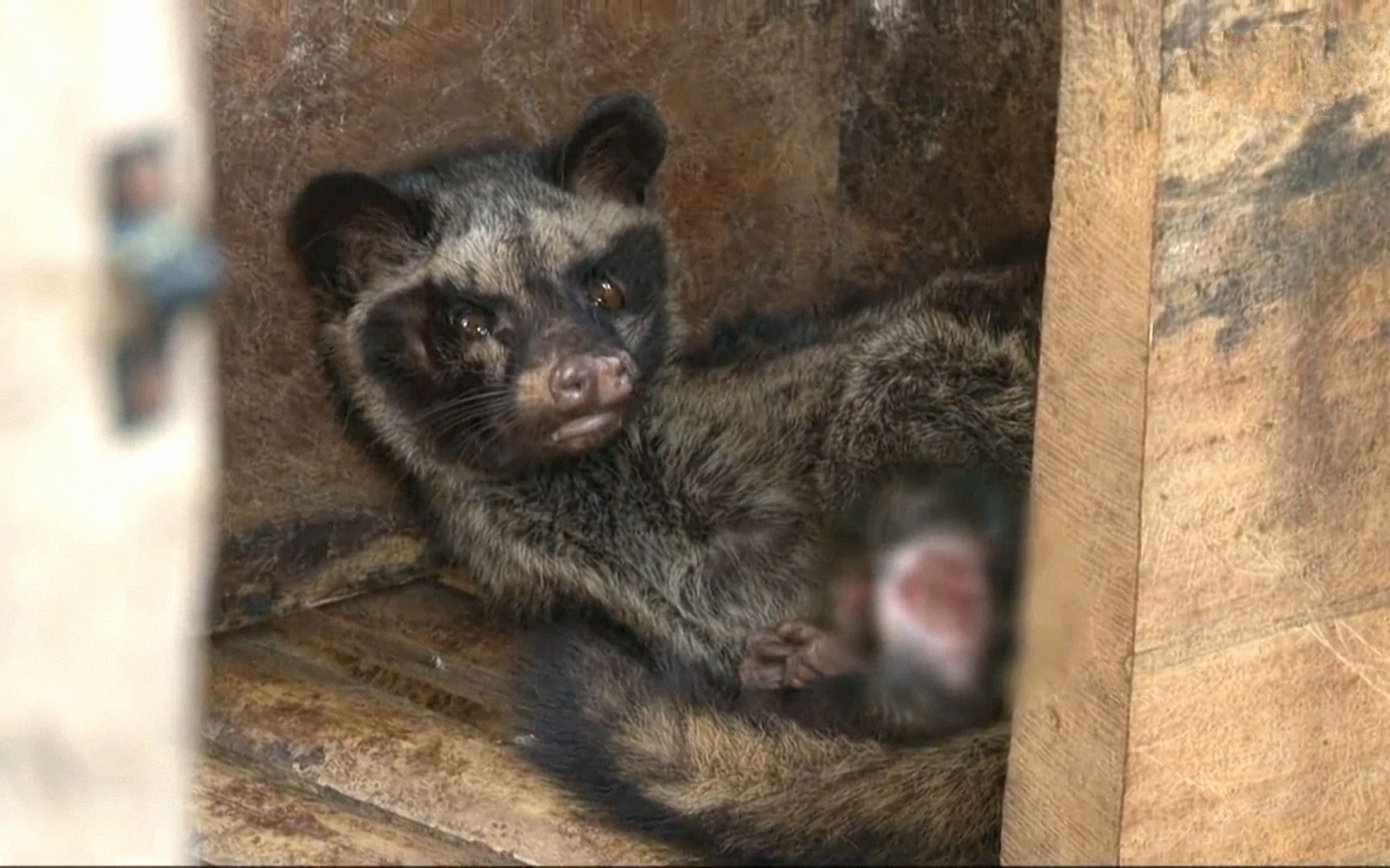 猫屎咖啡背后的悲惨真相,残忍的人类和只能等死的麝香猫!(上)哔哩哔哩bilibili