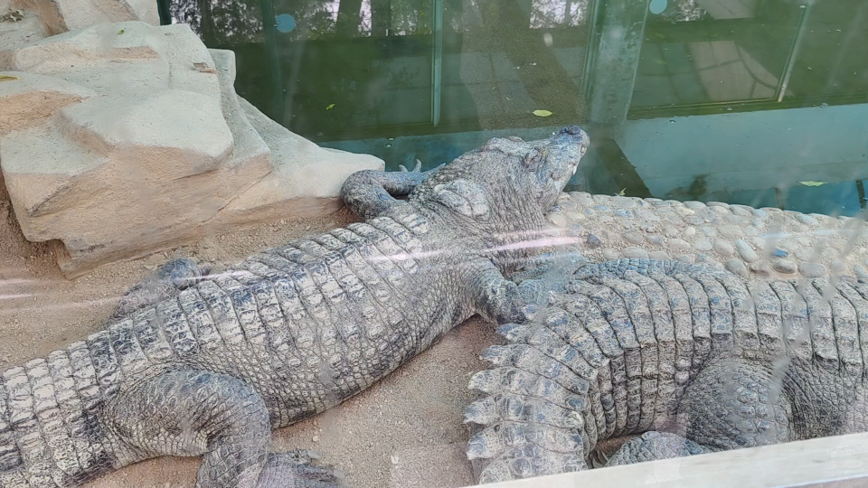 活动  广州动物园"大鳄鱼"