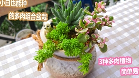 雅乐之舞扦插十天全部发根 给它们换一个标配盆子 哔哩哔哩 つロ干杯 Bilibili