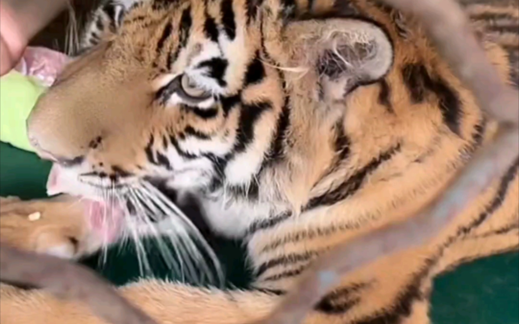 嘎吱嘎吱炫饭后还揣手手了,真可爱吖,大老虎们也胖胖的挺可爱哈