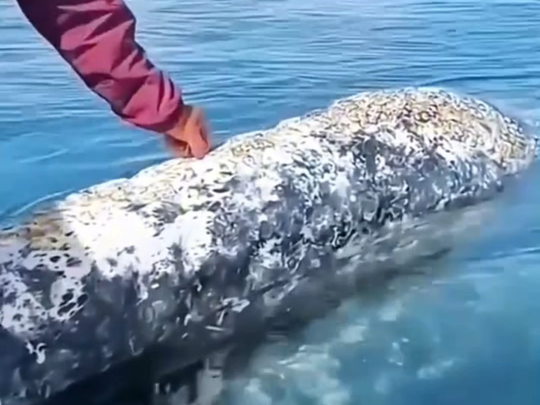 给鲸鱼清理藤壶是一种怎么的体验