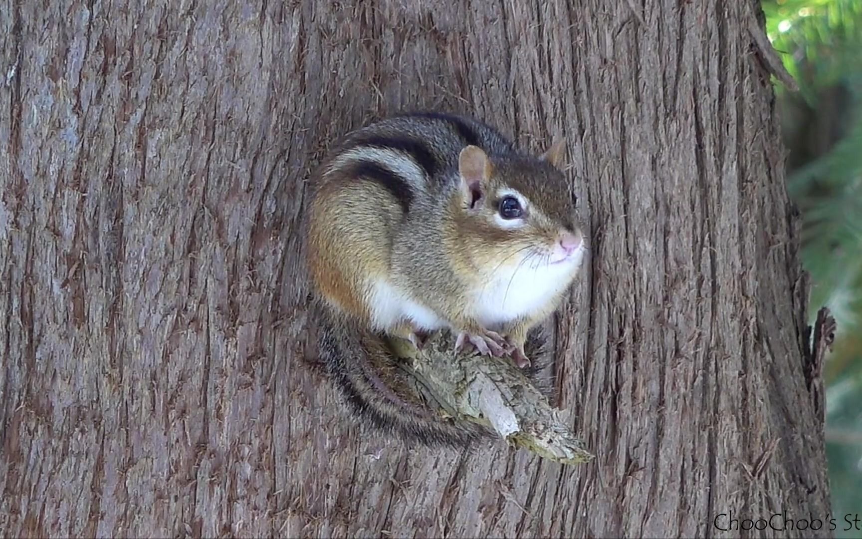 【小松鼠】谁第一个从冬眠中醒来_choochoos story