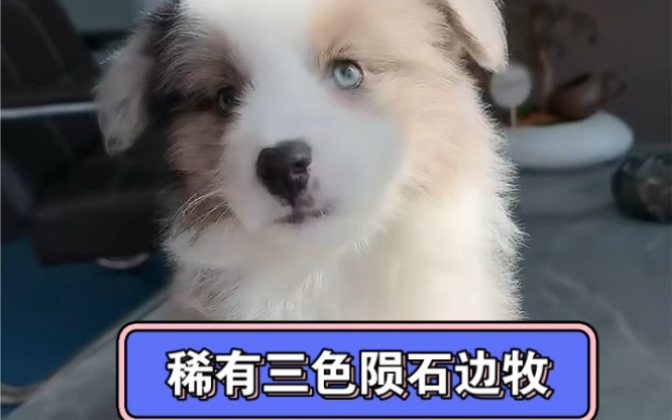 稀有三色陨石边牧蹲新家咯