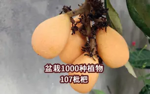 Скачать видео: 盆栽1000种植物｜107 枇杷