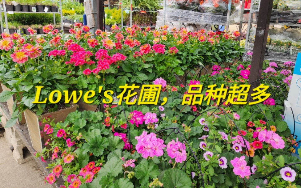 Lowe's花圃,今年品种超多哔哩哔哩bilibili