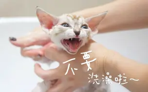 Download Video: 养猫必看！学会这六招轻松给小猫洗澡