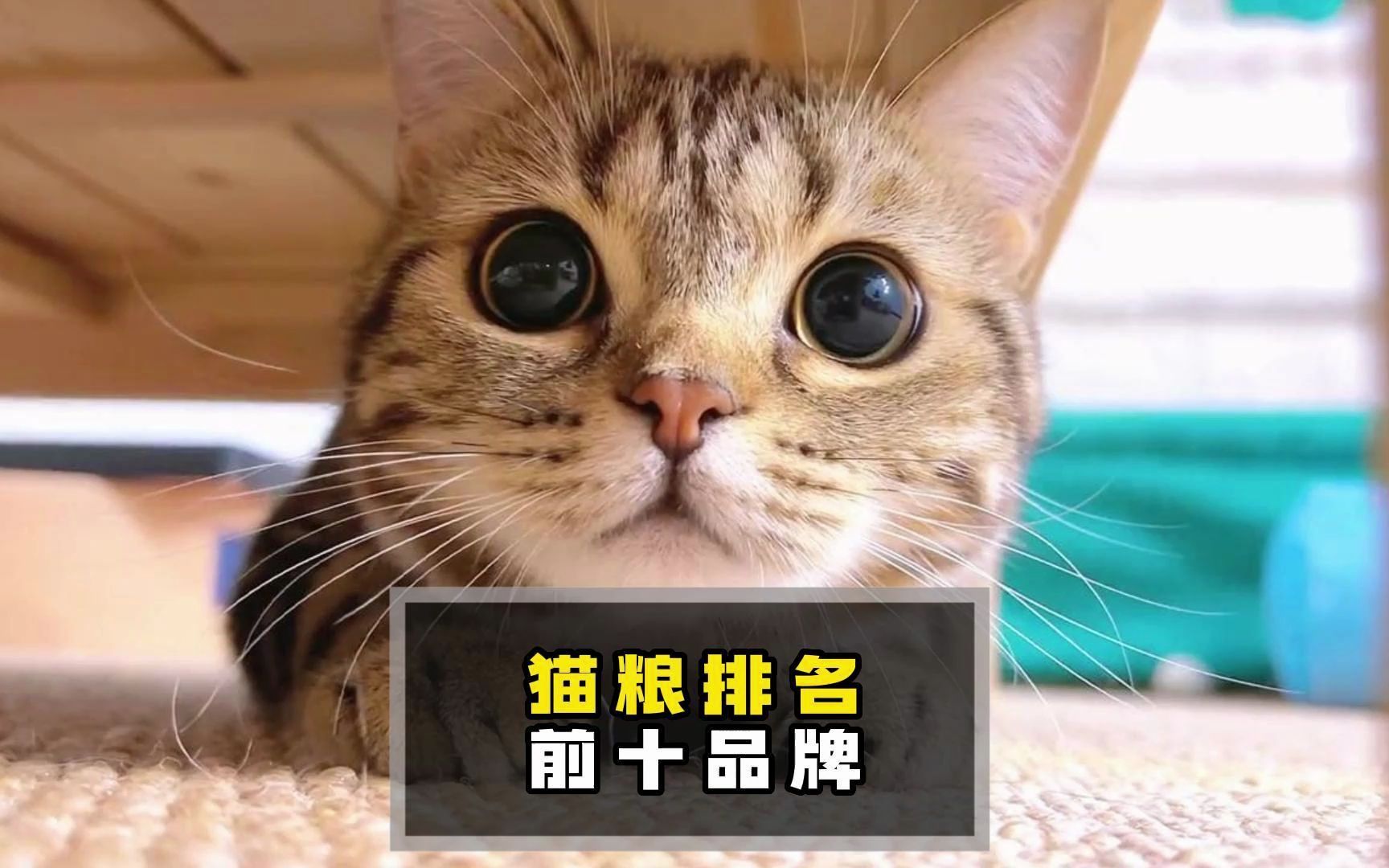 猫粮排名前十品牌,什么牌子好?哔哩哔哩bilibili