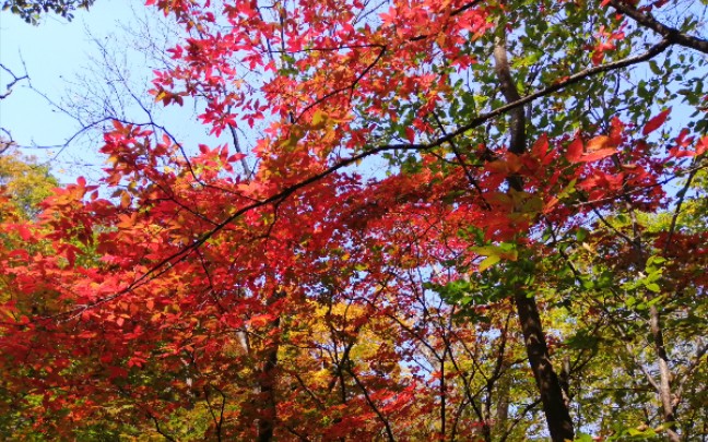 2019年10月3日去本溪关门山旅游时拍摄的从山顶到山下的部分视频哔哩哔哩bilibili