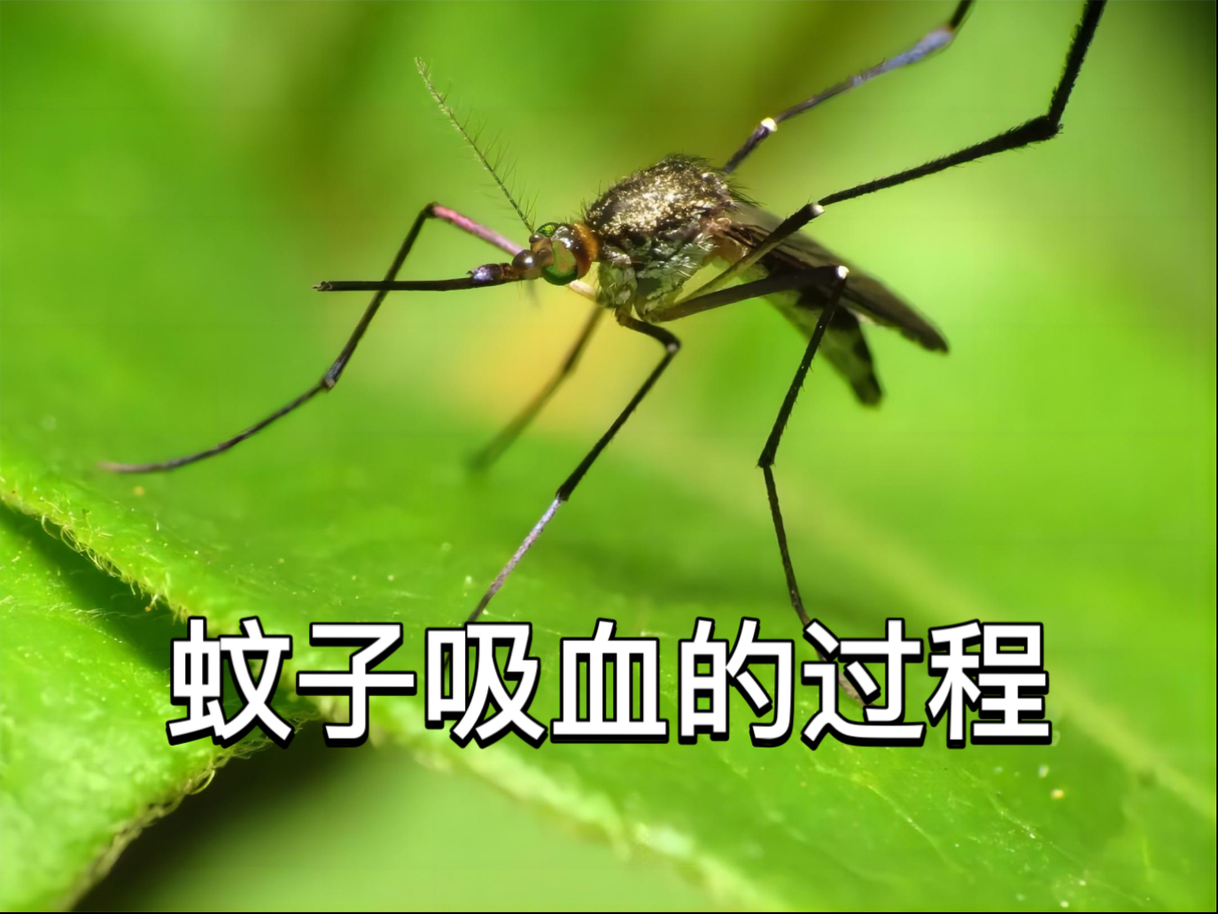 蚊子叮咬你的过程，不亚于一场小型微创手术