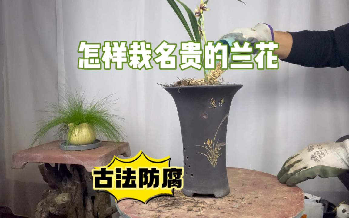 名贵兰花上盆,用古法防腐!知道的人不多,赶紧看看哔哩哔哩bilibili