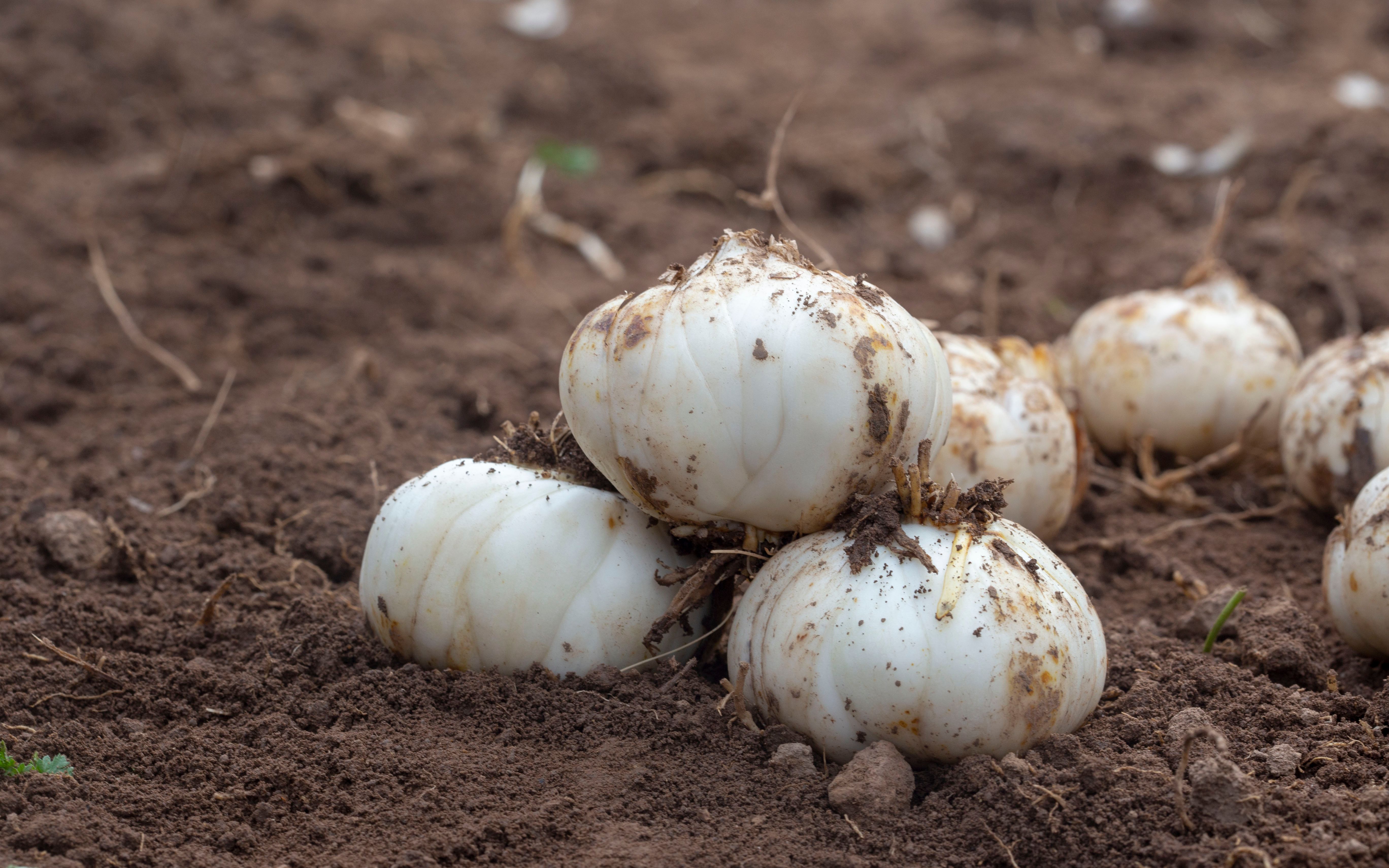 永靖百合系列菜品