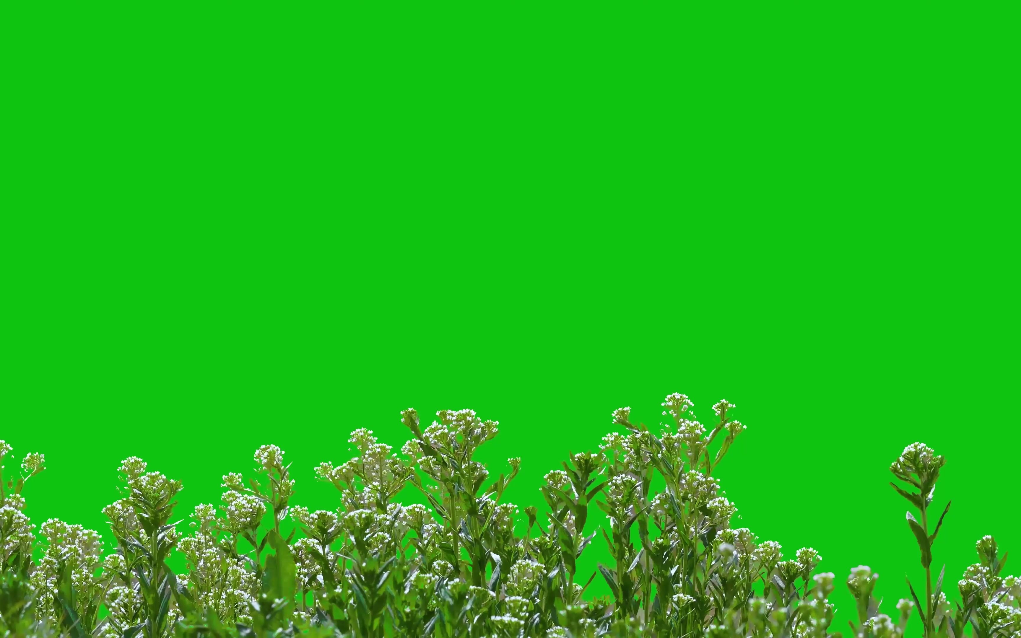 绿幕视频素材野花