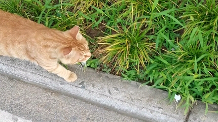 【流浪猫】陕师院流浪猫——无事退朝哔哩哔哩bilibili