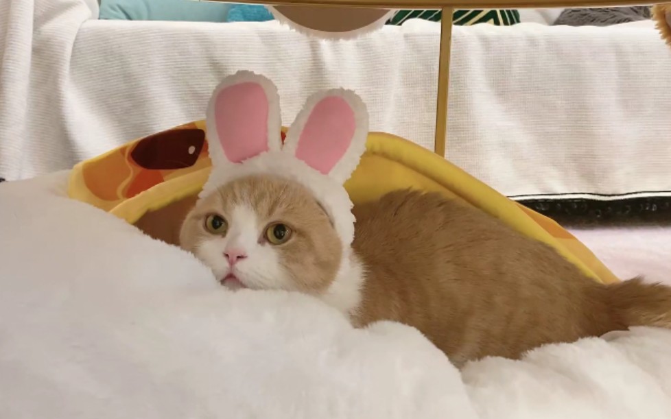 可可爱爱的波波茶在线耍逗猫棒