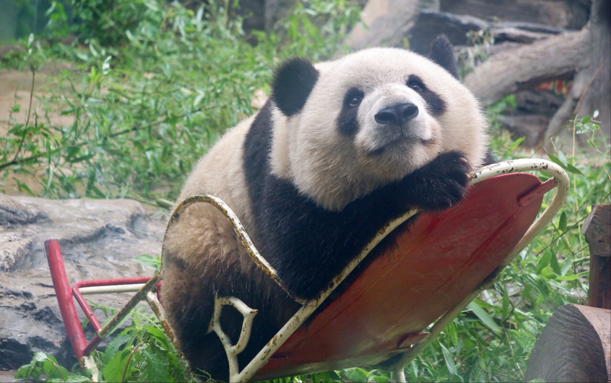 【大熊猫萌兰】么么儿的小红椅睡播—后半段请关注不安分的小短脚