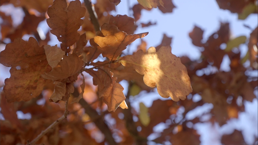 2023年秋阿坝黑水彩林