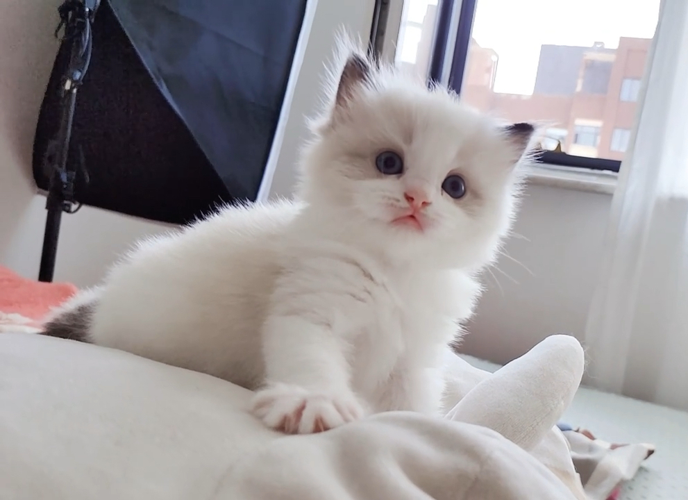 布偶猫小奶猫真的是萌化啦