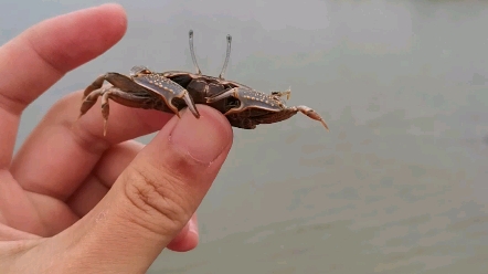 放生一只短身大眼蟹