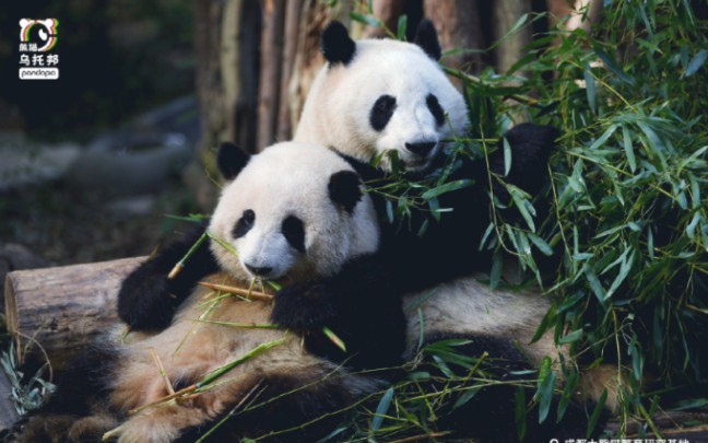 【大熊猫和花和叶】有爱的姐弟俩,希望大家爱花花的同时也分点爱给