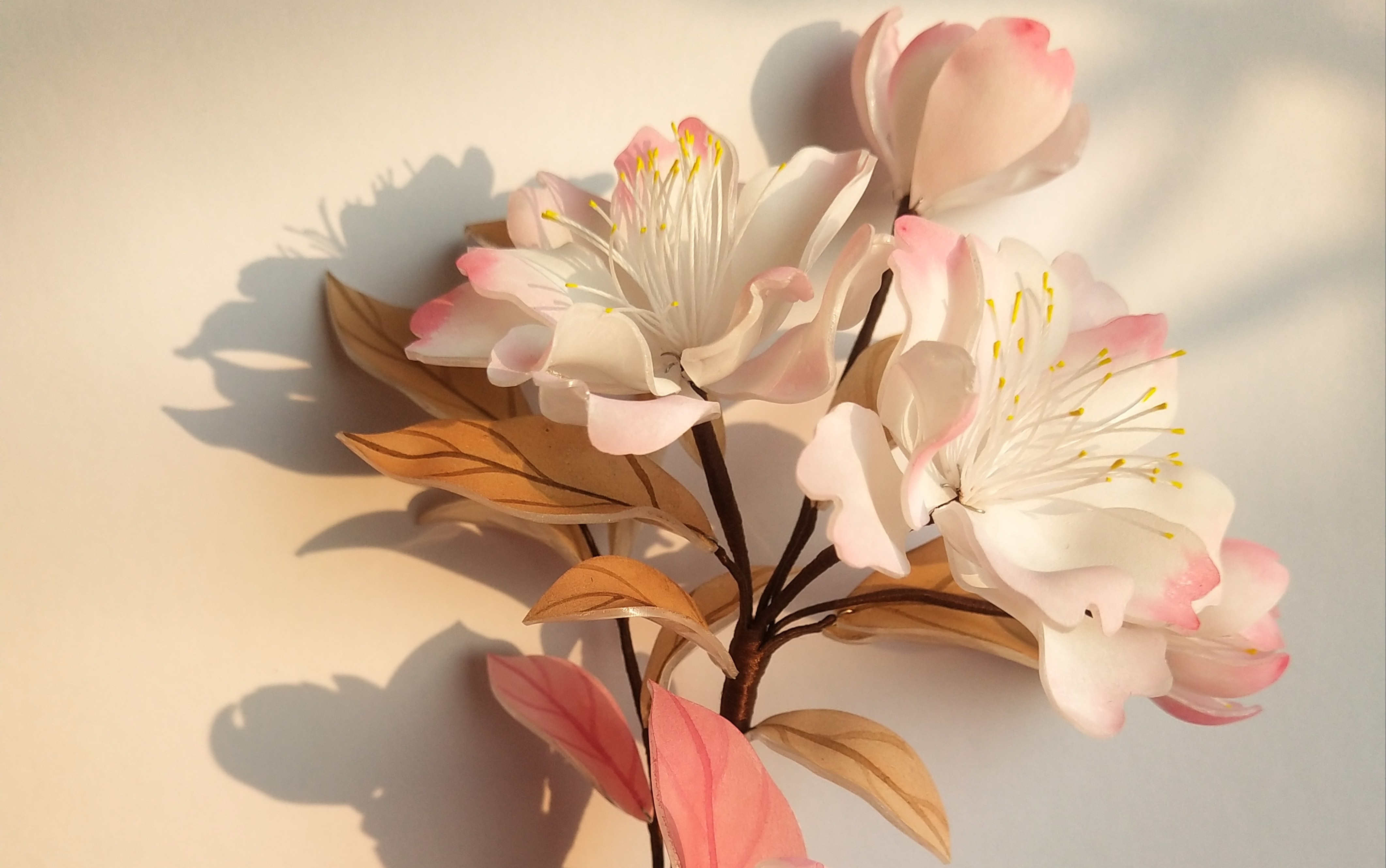 【热缩】超级美的樱花!