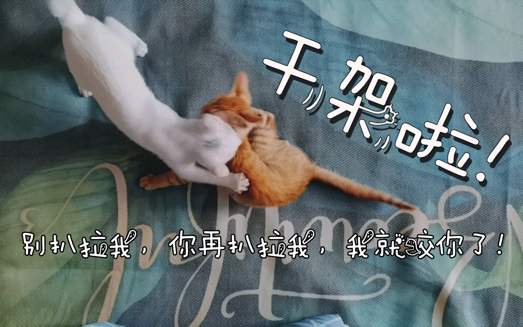 【六六一一成长日记】吃饱了,我们来干个架吧!