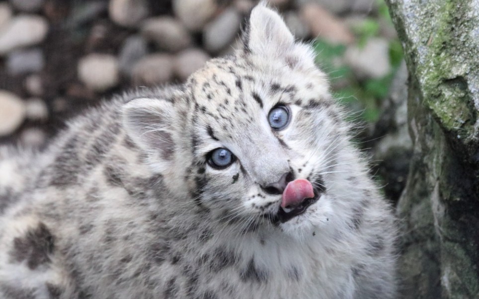 [雪豹][搬运]日常卖萌