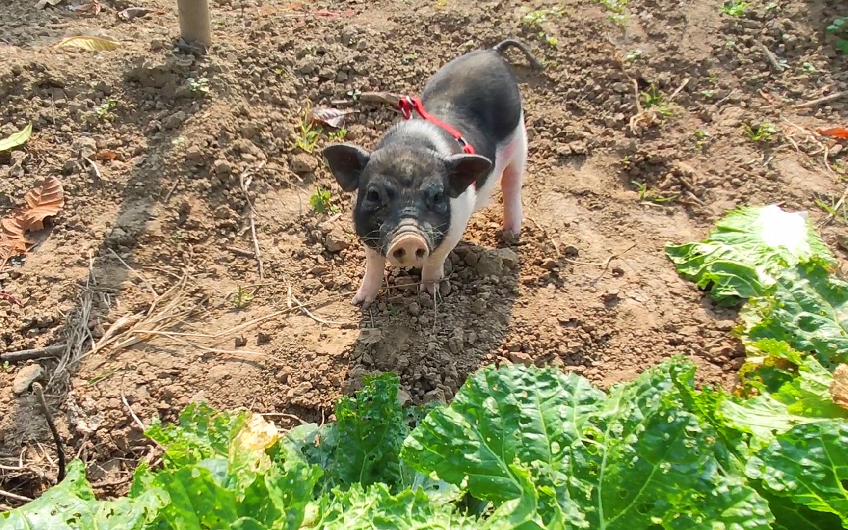 主人带老香猪去菜地吃自助,老猪先把身体排空,猪:拱白菜我是专业的!