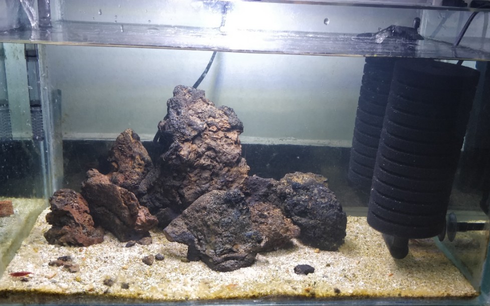 活动作品虾缸最后的倔强火山石参上