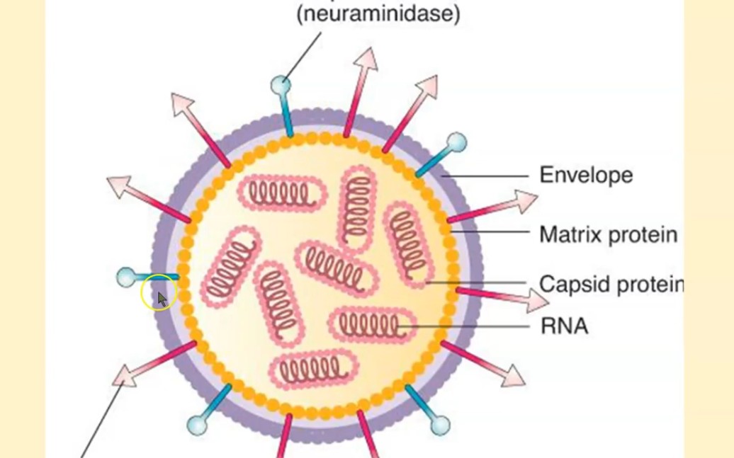 流感病毒的RNA复制过程哔哩哔哩bilibili