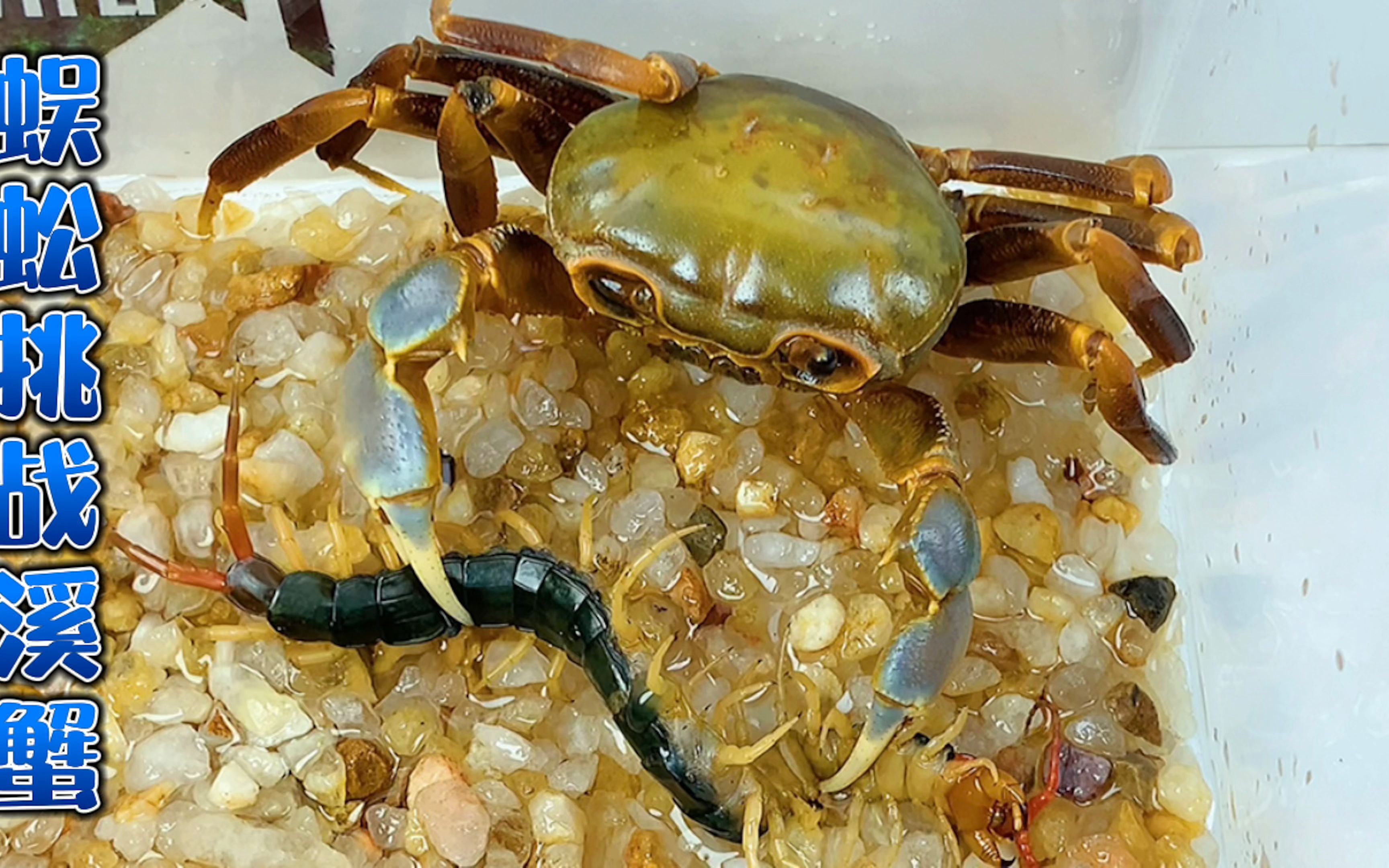 少棘蜈蚣挑战南海溪蟹 螃蟹vs蜈蚣