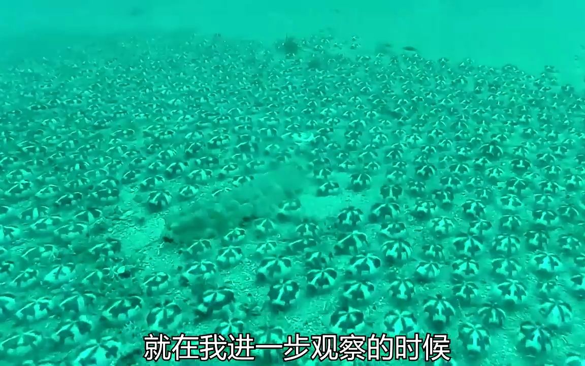 海底圆形怪物,有见过的吗