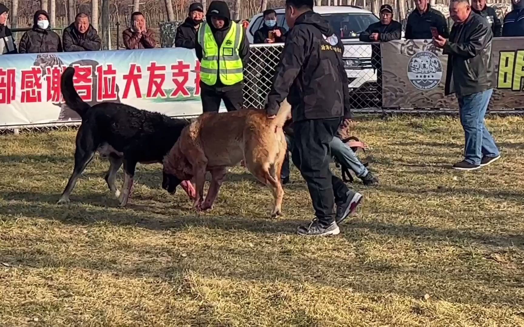 一年一度的“狗王争霸赛”场面太激烈了,这狗独战狼群,太生猛了哔哩哔哩bilibili