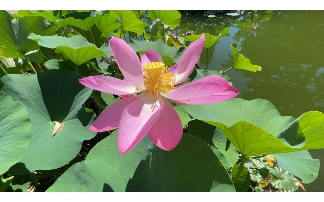 [图]北京千年古莲再次开花，栽植于国家植物园古莲池