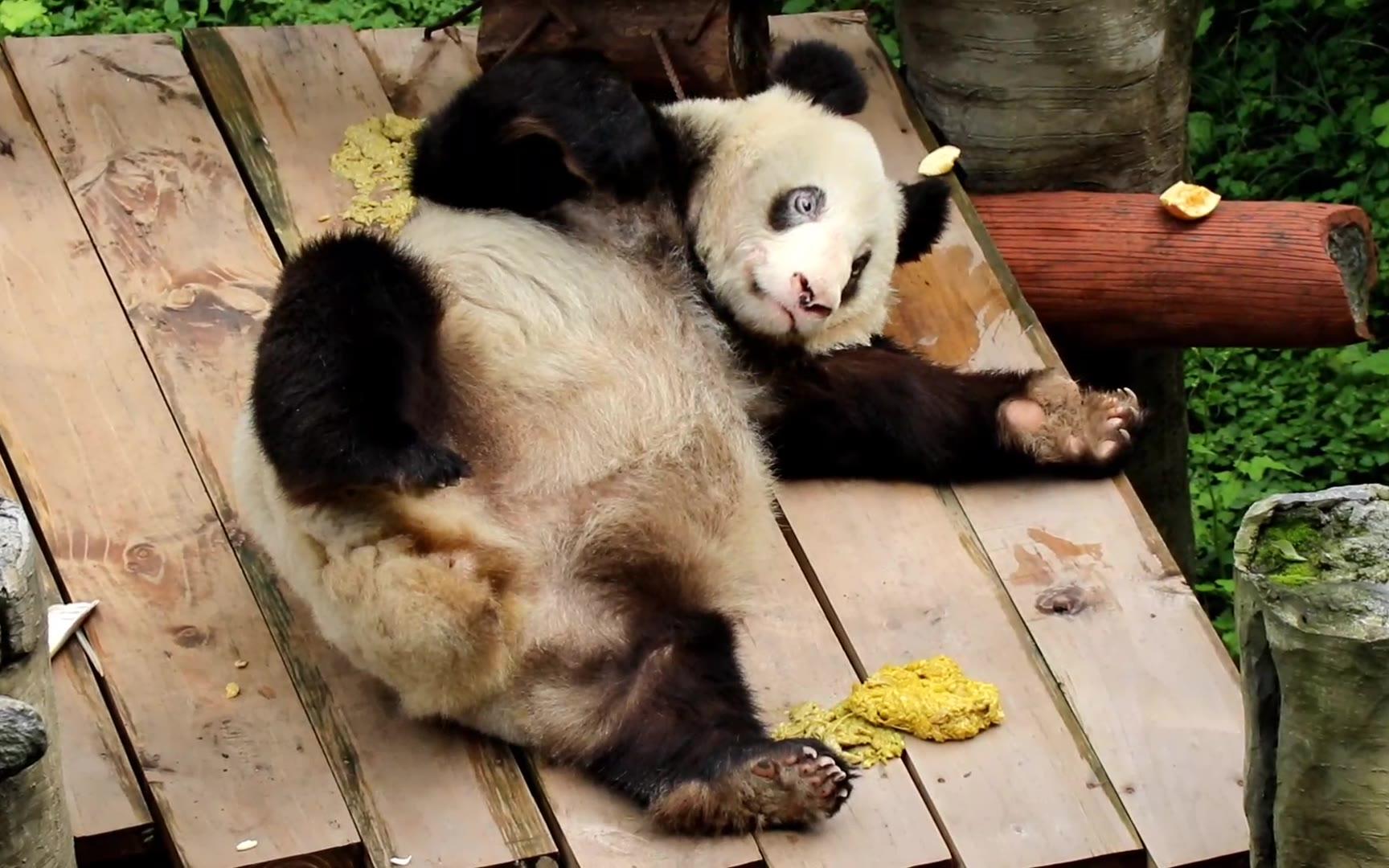 【大熊猫新星】奶妈叫老祖宗起来吃零食,也还是个宝宝啊^o