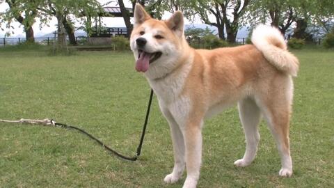 秋田犬 具有强烈忠诚心的日本犬 中文字幕 哔哩哔哩