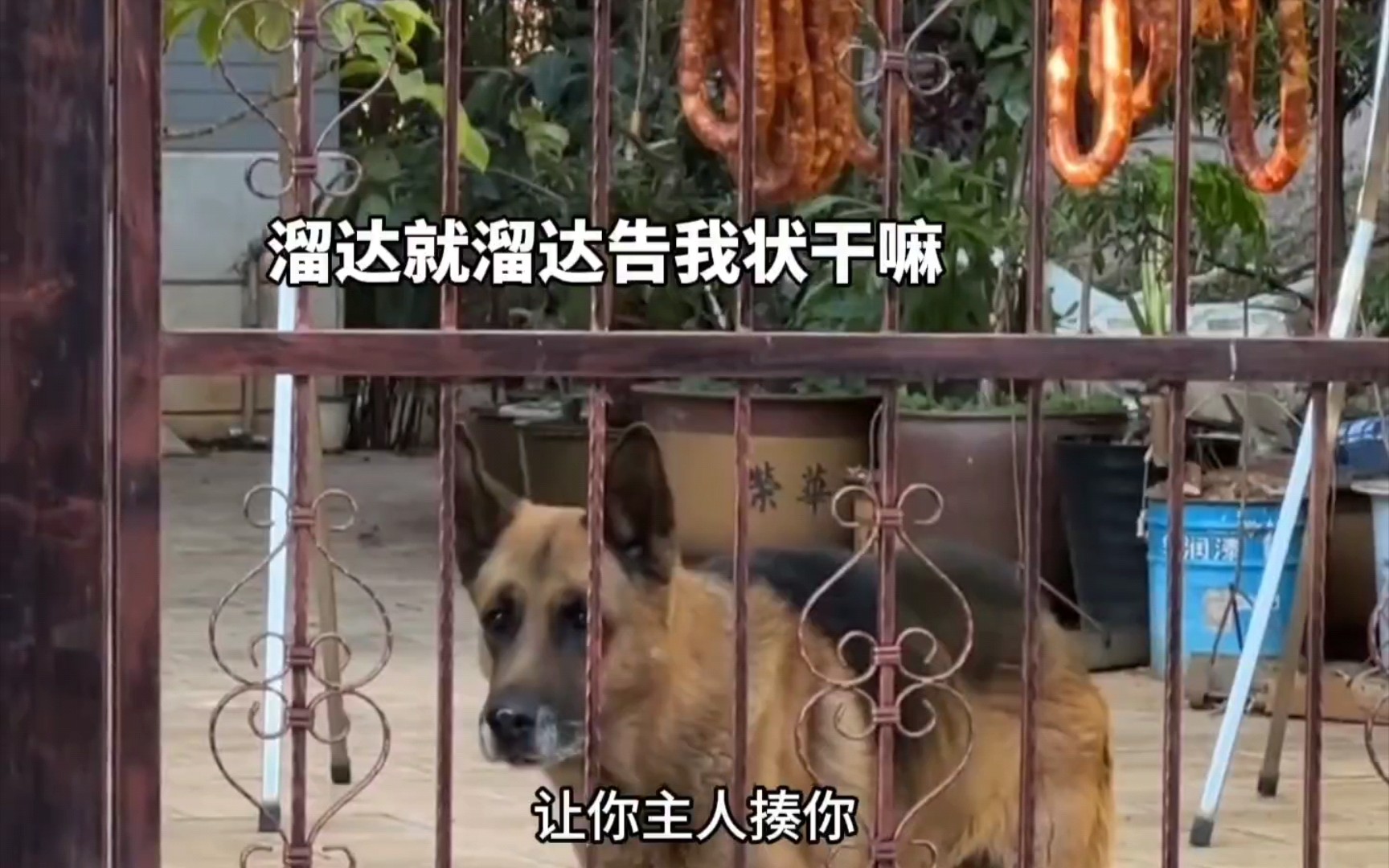 狗子:会说话真是显着你了,告状精