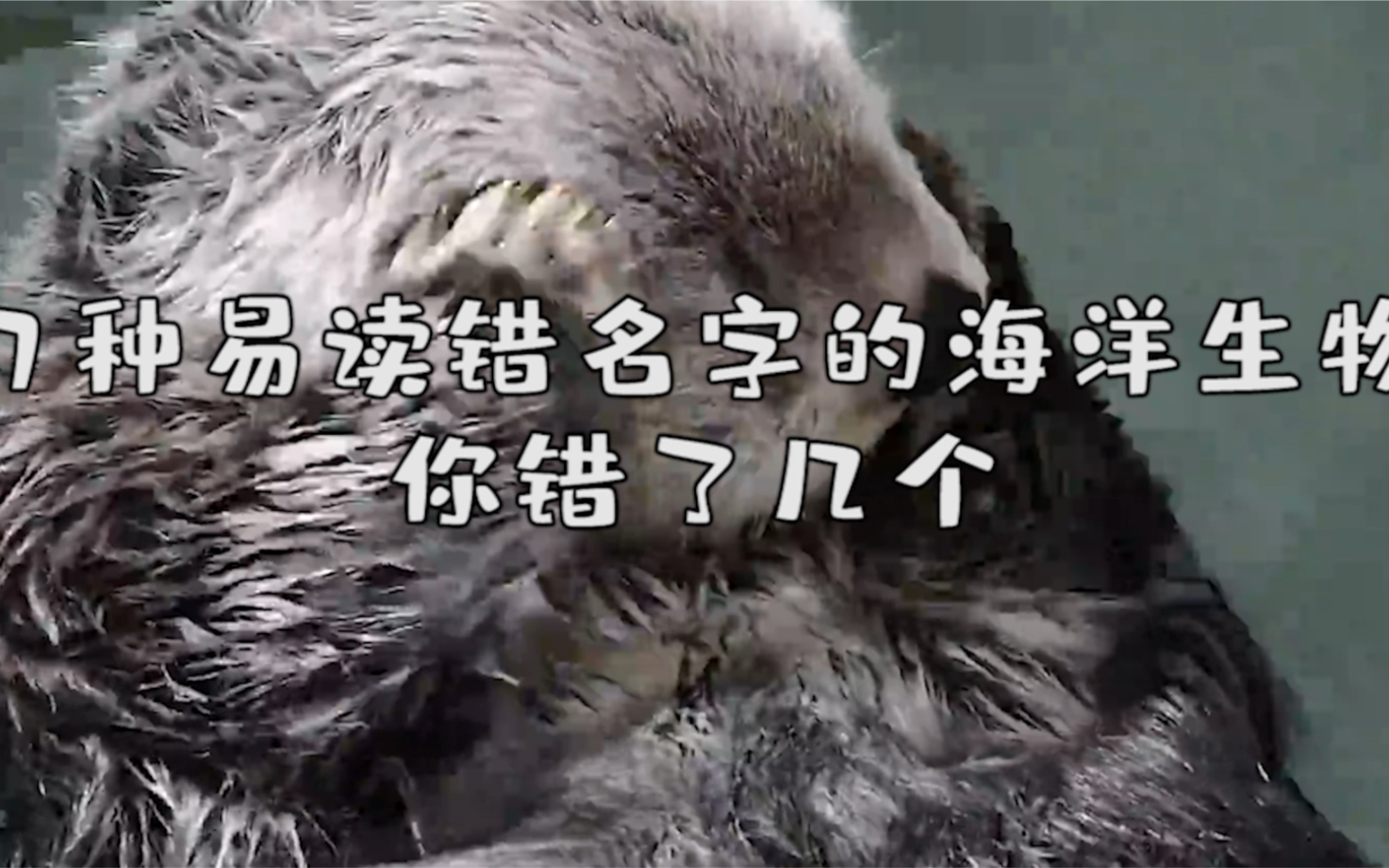 『秒懂海洋』7种易读错名字的海洋生物,你读错了几个?哔哩哔哩bilibili