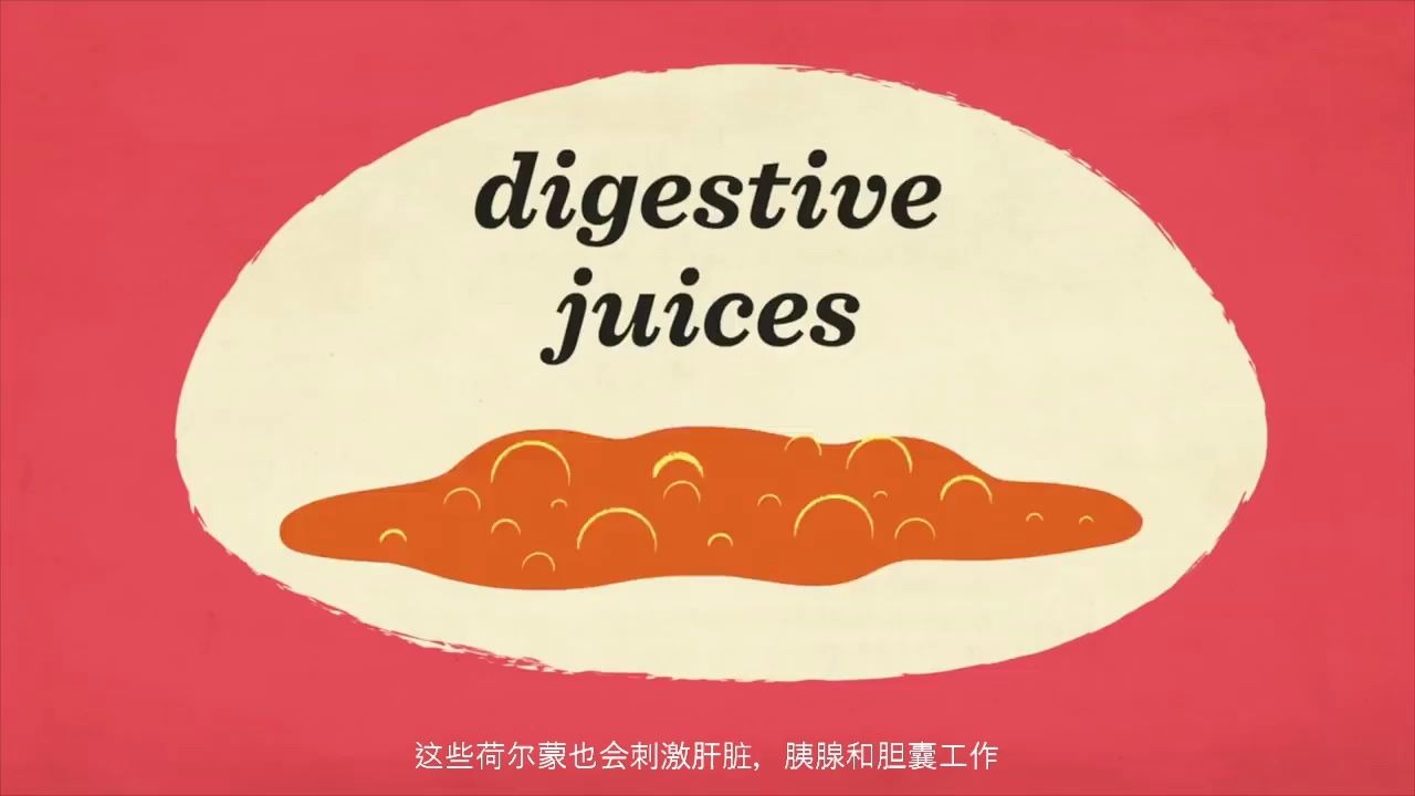 消化系统是如何工作的