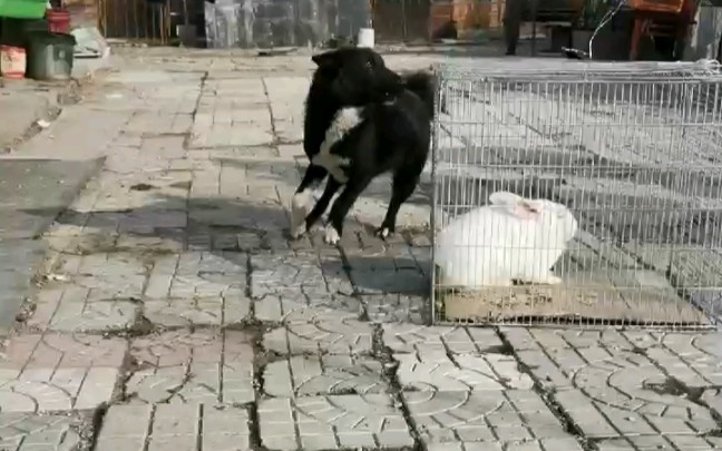 六个月大的莱卡犬猎性测试哔哩哔哩bilibili