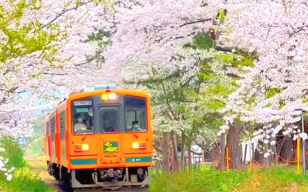 [图]“在温暖的春天看一场浪漫樱花”