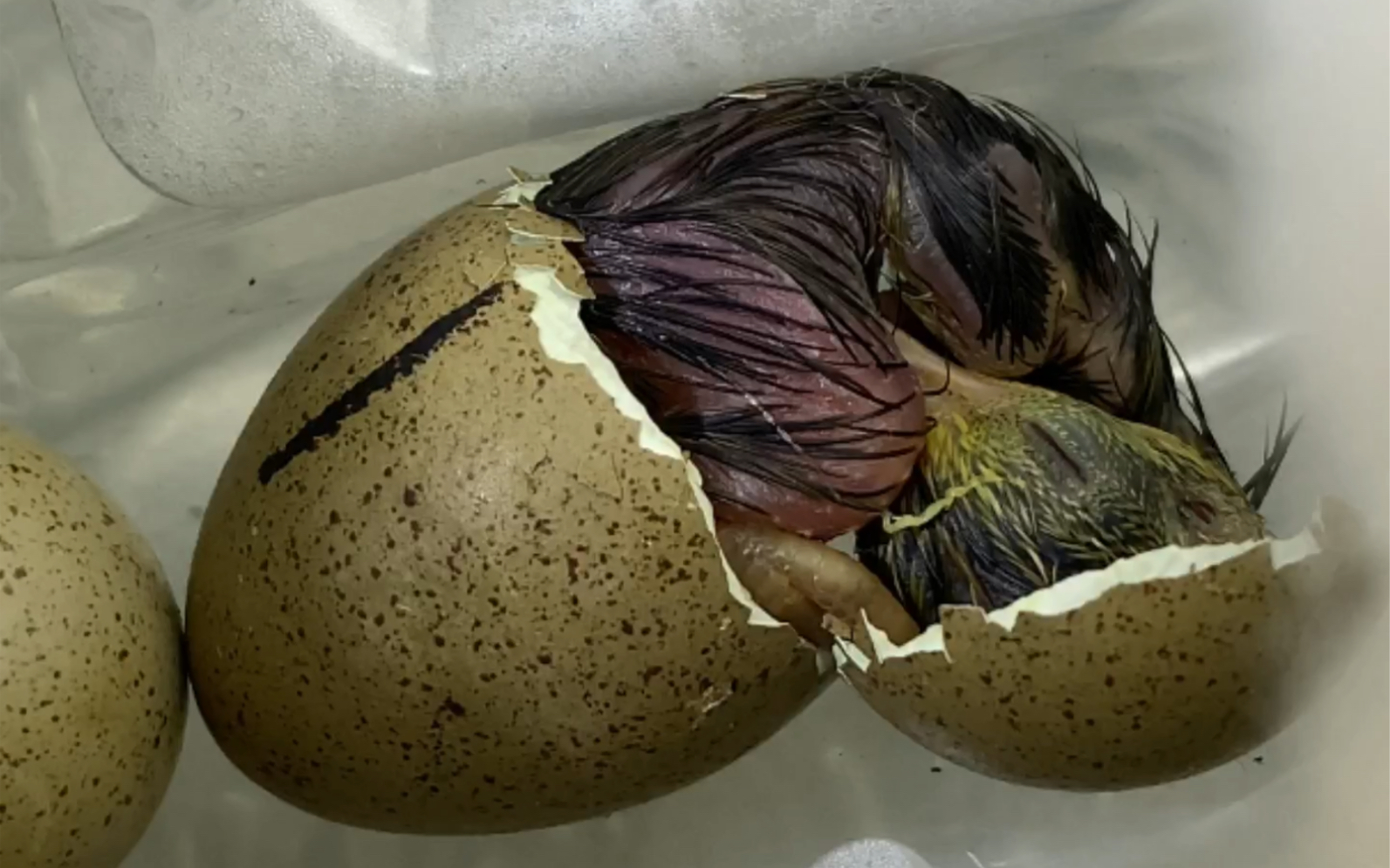 蓝胸鹌鹑出壳瞬间成长日记132天又孵化了一次